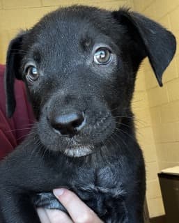 Russel Stover, a Labrador Retriever (mix breed), available for adoption