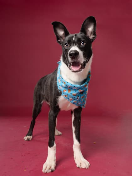 Rico8, a Terrier, available for adoption