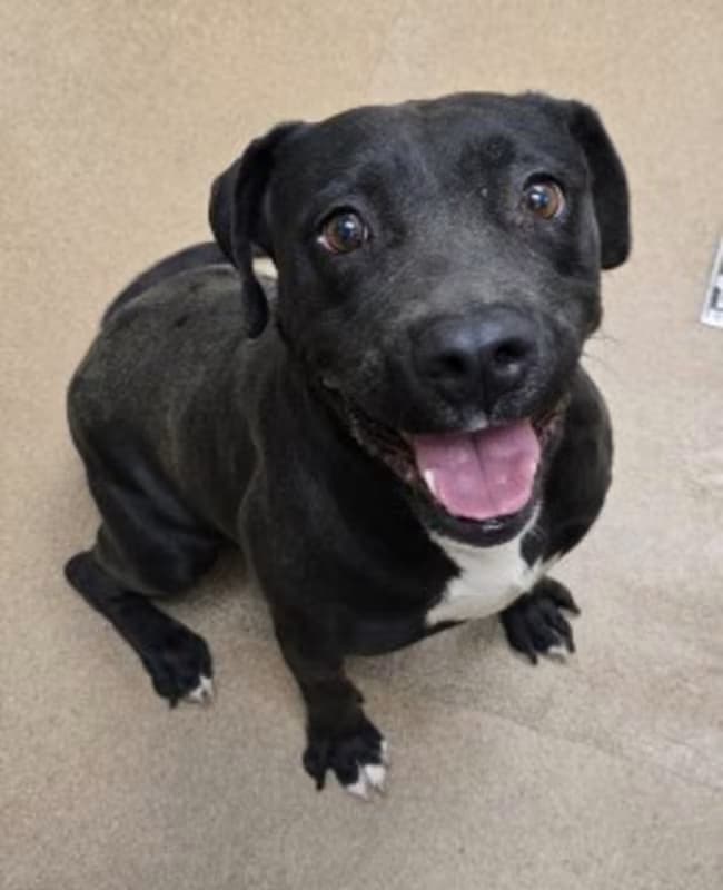 Onyx, a Pit Bull Terrier (mix breed), available for adoption