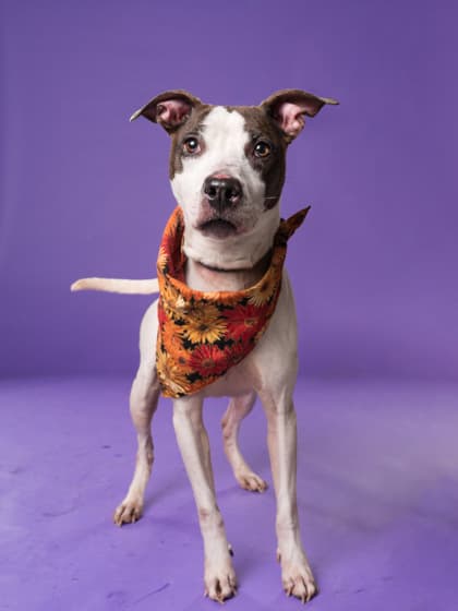 Desiah, a Terrier, available for adoption
