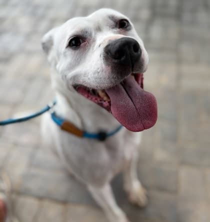 Olga6, a Terrier, available for adoption