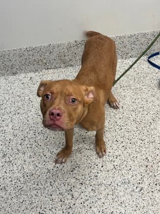 Nana May, a Terrier, available for adoption