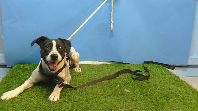 Oreo, a Terrier, available for adoption