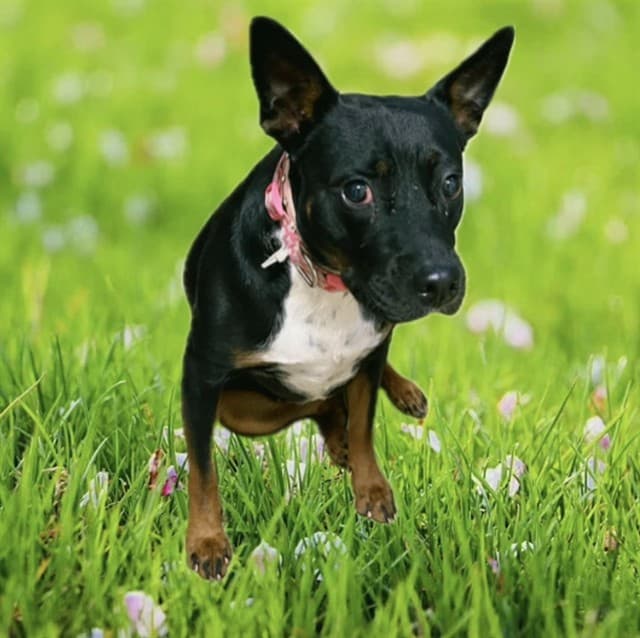 Lil Bit, a Pit Bull Terrier, available for adoption