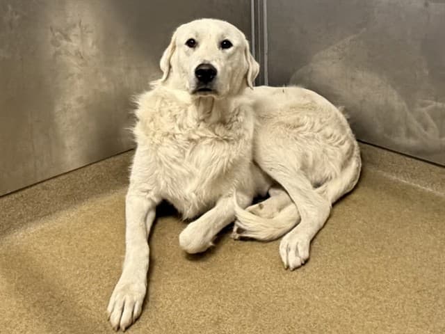 Zak, a Great Pyrenees, available for adoption