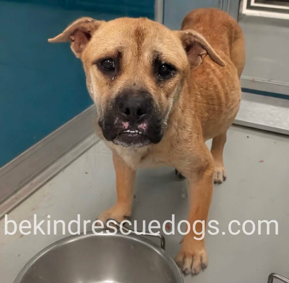 A477945, a Chow Chow, available for adoption