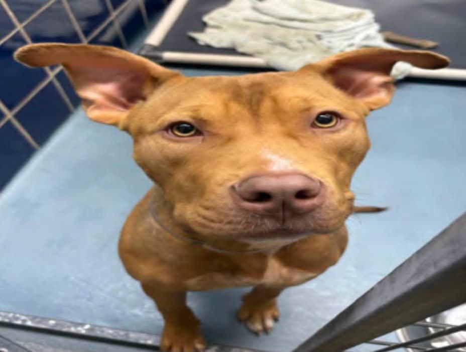 Tarzan, a American Staffordshire Terrier, available for adoption