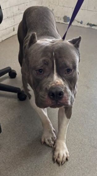 Hulk, a Pit Bull Terrier, available for adoption