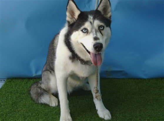 A5787517, a Siberian Husky, available for adoption