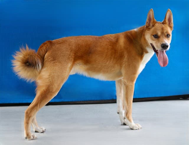 Pio, a Labrador Retriever, available for adoption