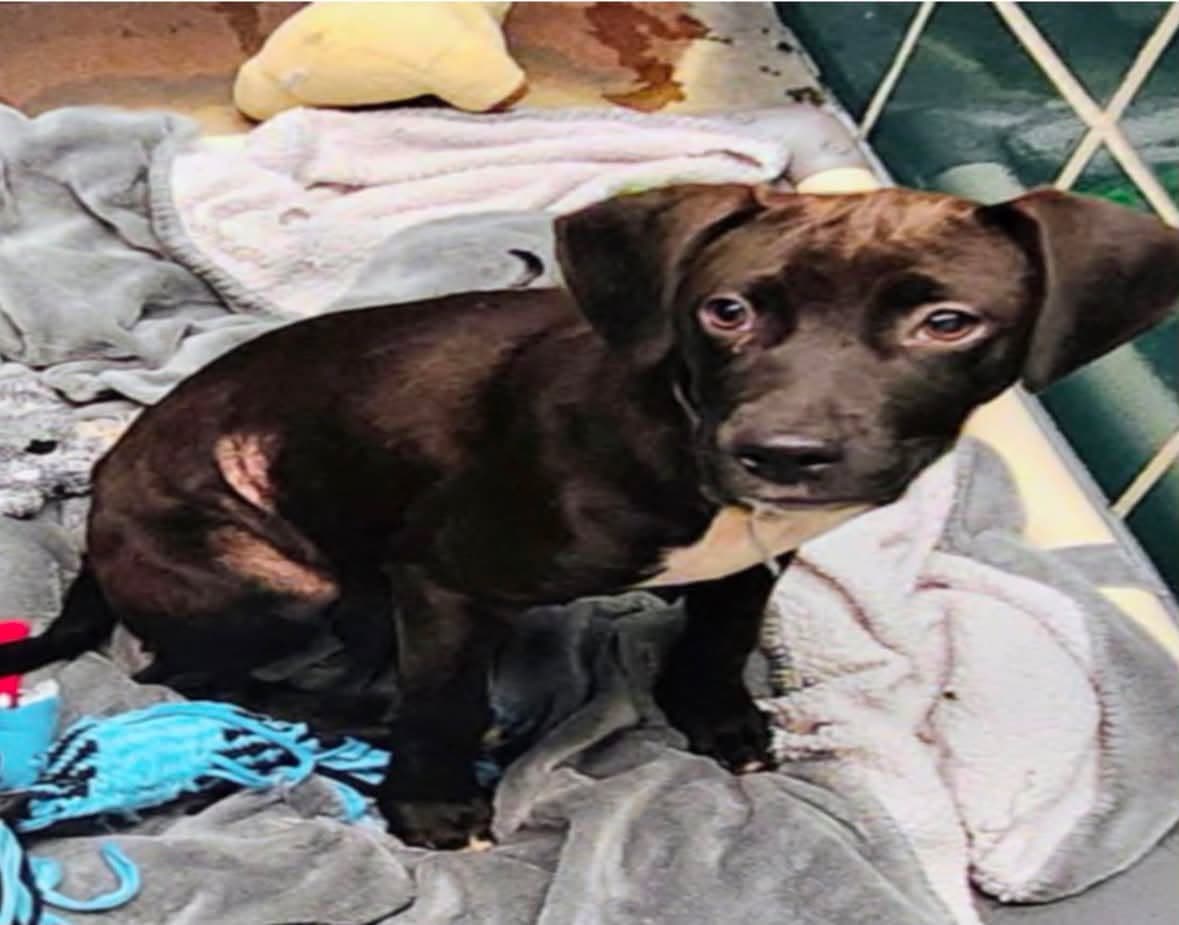 Midnight, a American Staffordshire Terrier, available for adoption