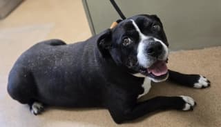Myrtle, a Pit Bull Terrier (mix breed), available for adoption