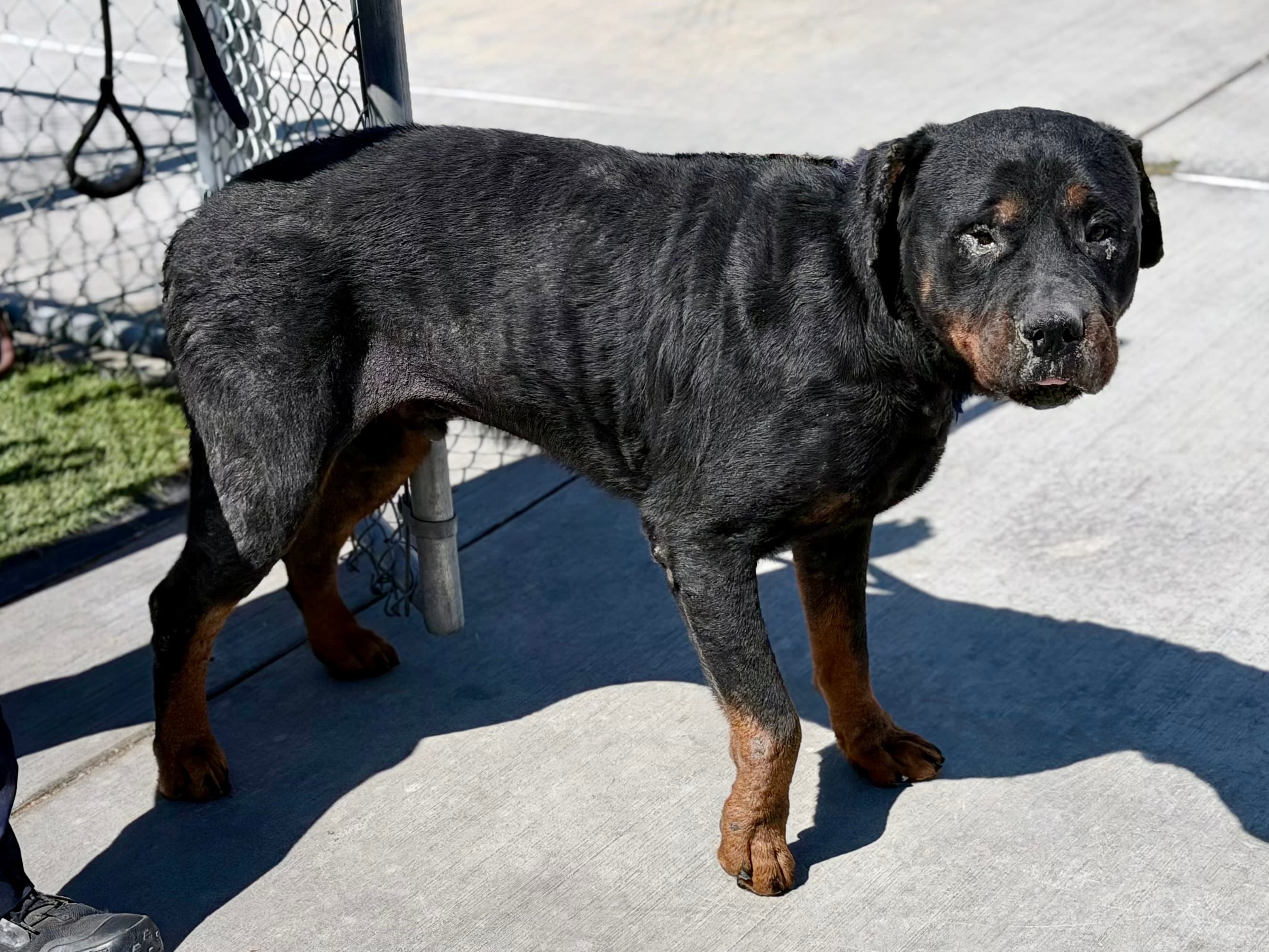 Rocky, a Rottweiler, available for adoption