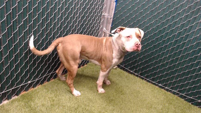 Clyde, a Pit Bull Terrier, available for adoption