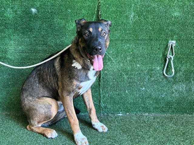 Bear, a German Shepherd, available for adoption
