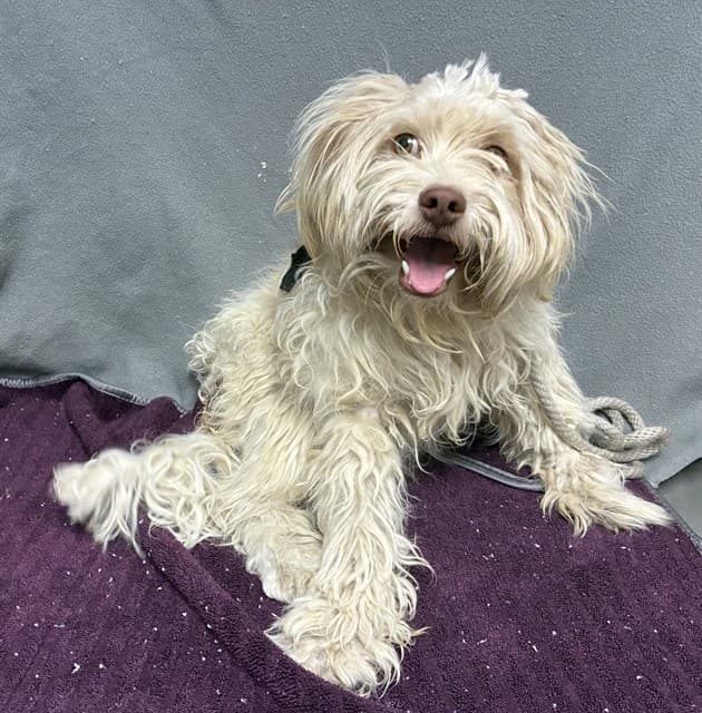 Whiskey, a Maltese, available for adoption