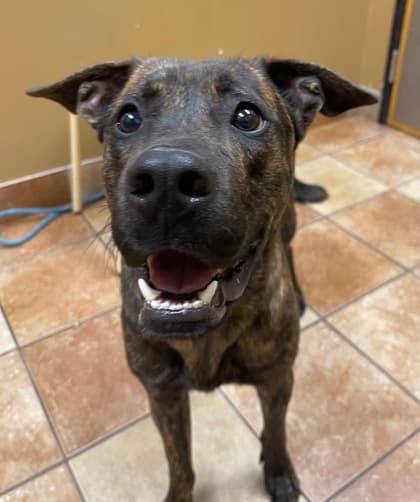 Armando, a Black Mouth Cur, available for adoption
