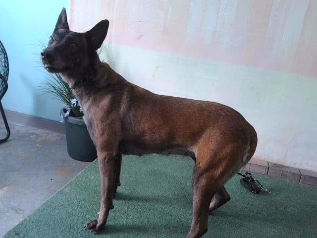 Nutmeg, a Belgian Shepherd Malinois, available for adoption