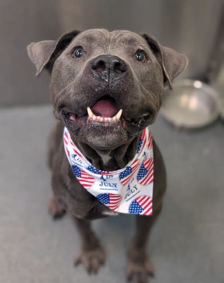 Gus, a Pit Bull Terrier, available for adoption