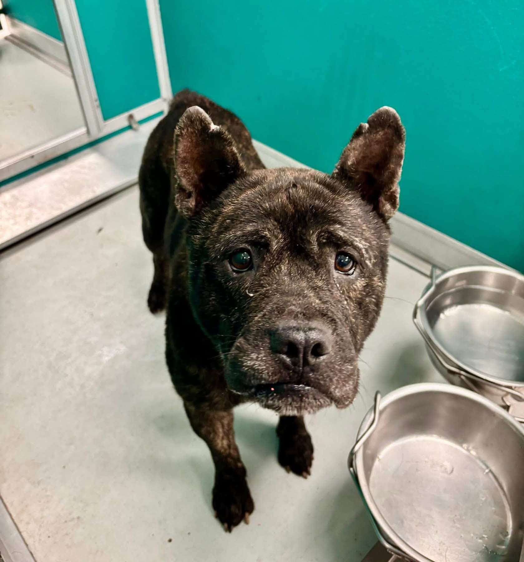 A477941, a Chow Chow, available for adoption
