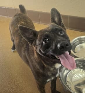 Benny, a Shiba Inu (mix breed), available for adoption