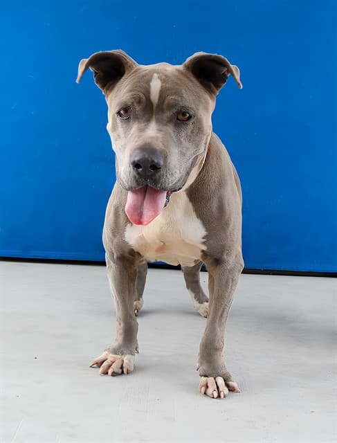 Blue, a Pit Bull Terrier, available for adoption