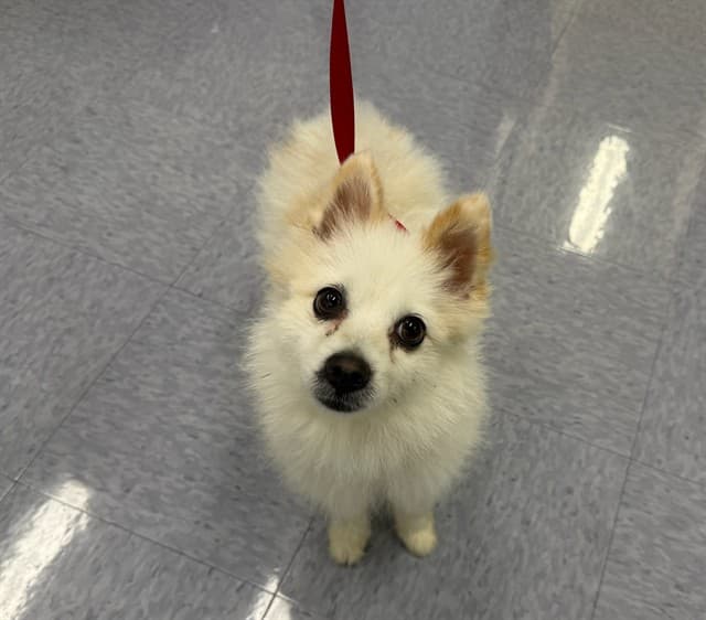 A5789019, a Pomeranian, available for adoption