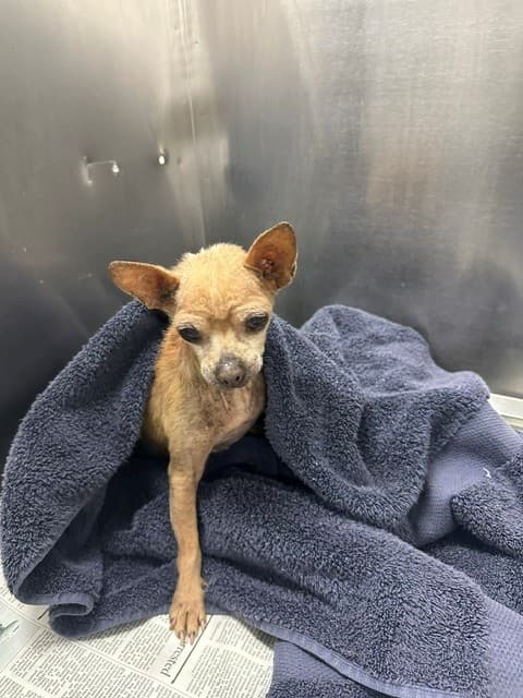 Jack, a Chihuahua, available for adoption