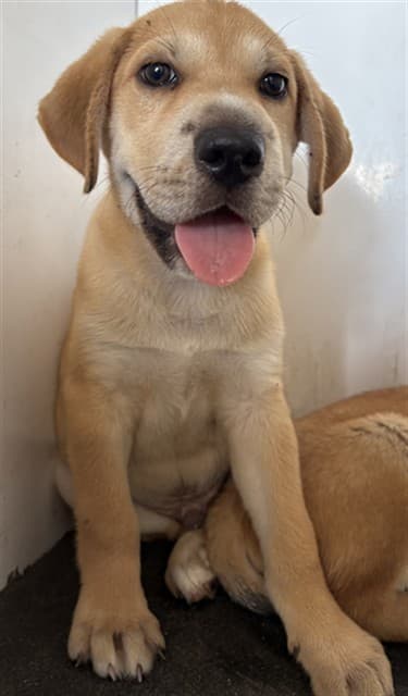 A034621, a Labrador Retriever, available for adoption