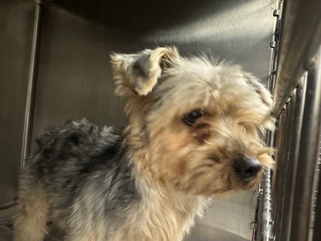 Mylo, a Yorkshire Terrier Yorkie, available for adoption