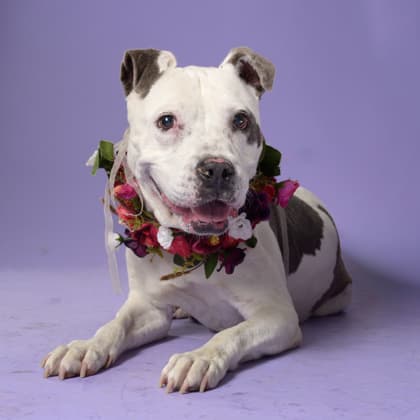Meatloaf4, a Terrier, available for adoption