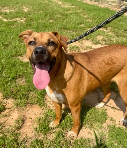 Carrot5, a Terrier, available for adoption