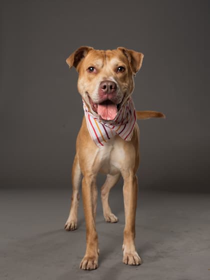 Cookie Monster, a Terrier, available for adoption