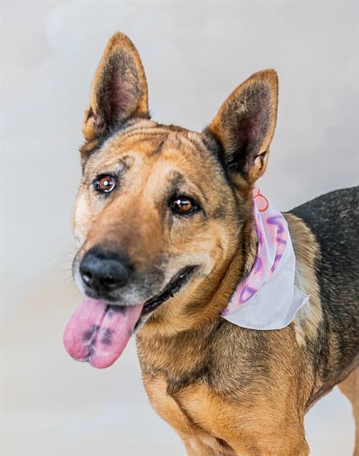Margaret, a German Shepherd, available for adoption