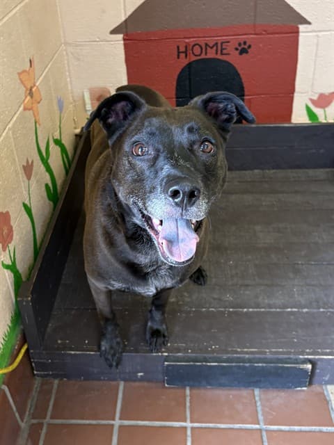 Pepper, a German Shepherd, available for adoption