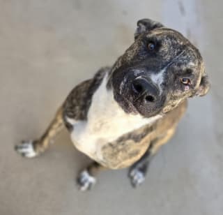 Willy, a Mastiff (mix breed), available for adoption