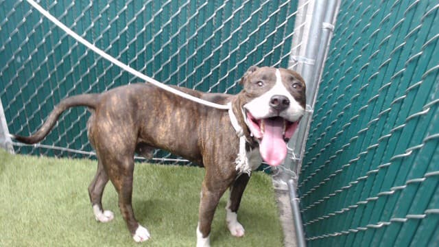 Benji, a Pit Bull Terrier, available for adoption
