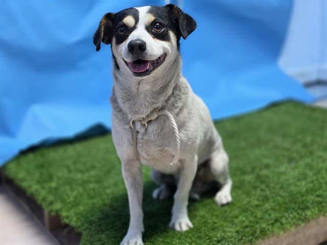 A5789182, a Terrier, available for adoption