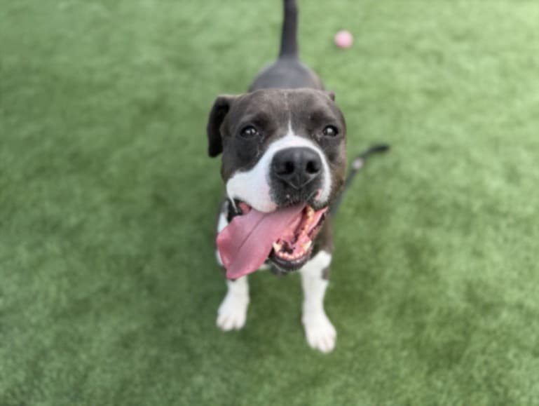 Rocko, a Pit Bull Terrier, available for adoption