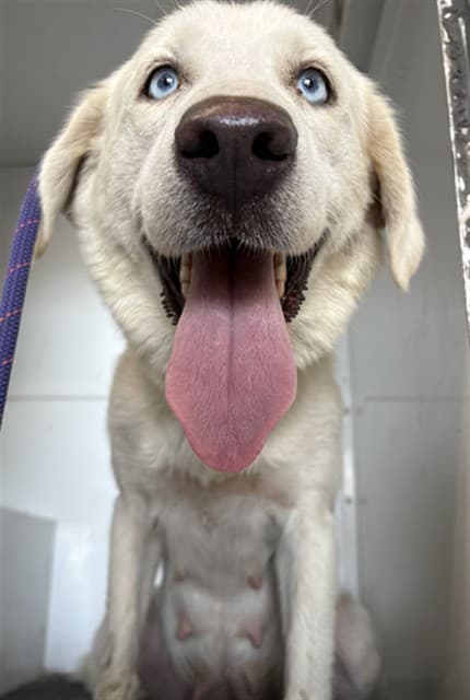 A034617, a Labrador Retriever, available for adoption