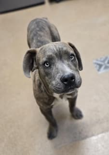 Juju, a Cane Corso Mastiff (mix breed), available for adoption