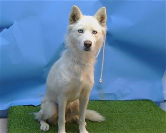 Star, a Siberian Husky, available for adoption
