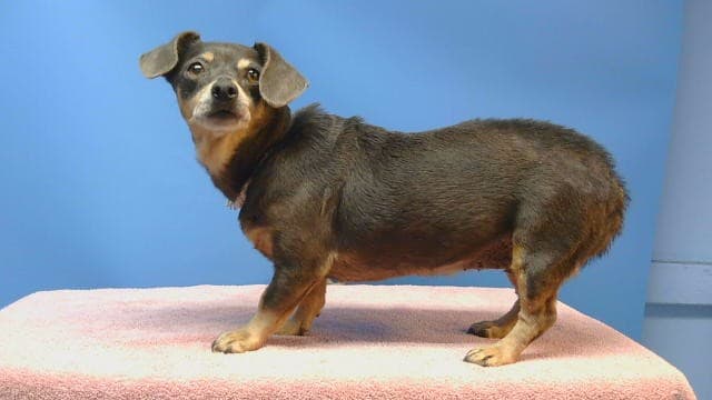Princess, a Dachshund, available for adoption