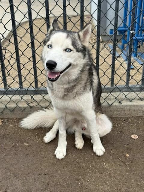 Bolt, a Siberian Husky, available for adoption