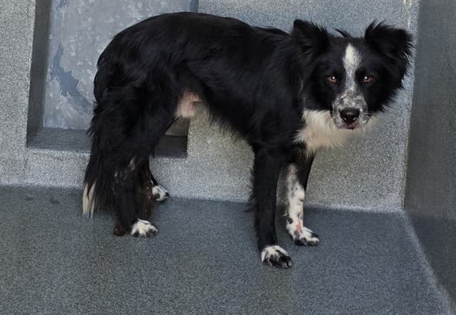 Oreo, a Border Collie, available for adoption