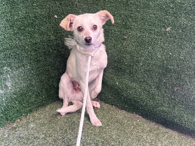 Blake, a Chihuahua, available for adoption