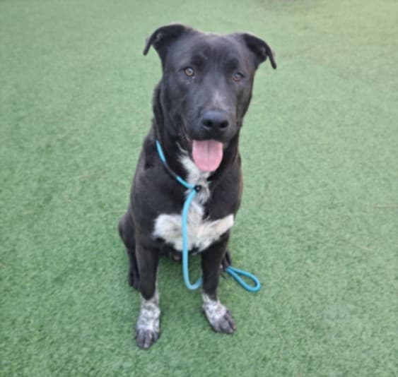 Deputy, a Labrador Retriever, available for adoption