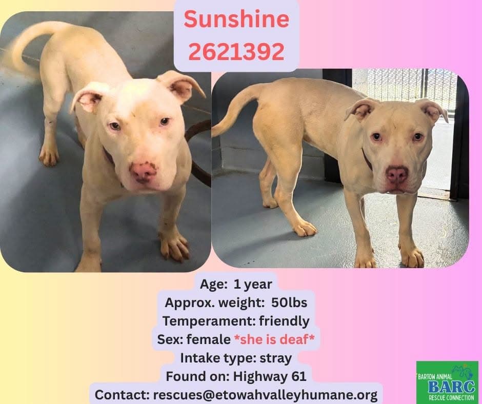 Sunshine, a American Staffordshire Terrier, available for adoption