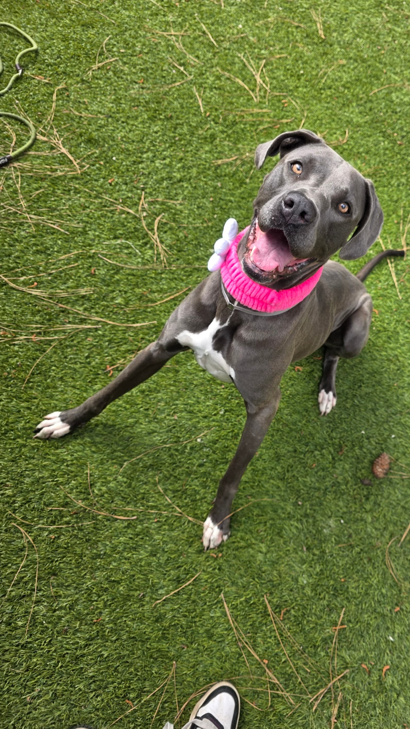 Jenn, a Pit Bull Terrier, available for adoption