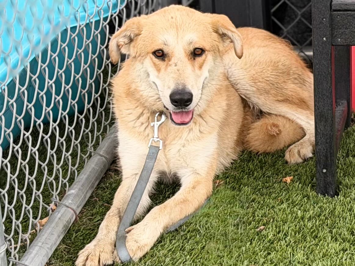 Adorada, a German Shepherd, available for adoption